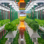 Bio-Hydrokultur-Gemüsegarten, Indoor Farm mit LED-Licht, Agrartechnik in einem Lagerhaus ohne Bedarf an Sonnenlicht.