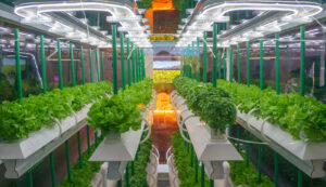Bio-Hydrokultur-Gemüsegarten, Indoor Farm mit LED-Licht, Agrartechnik in einem Lagerhaus ohne Bedarf an Sonnenlicht.