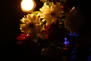 Pflanzen unter LED Licht